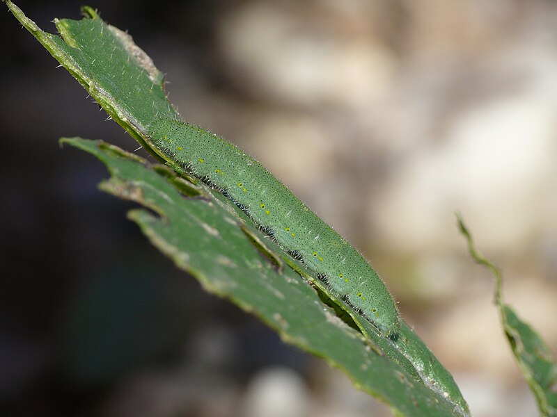 File:Pieris rapae - larva 01 (HS).JPG