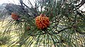 Pinha mascle de Pinus canariensis jove.