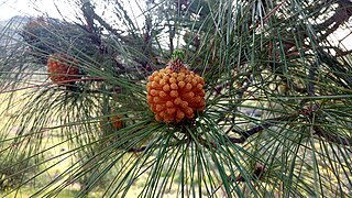 Cône mâle de Pinus canariensis jeune.