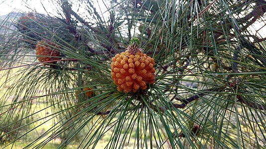 Immature microstrobilus (male cone) of Pinus canariensis in Presa de Las niñas