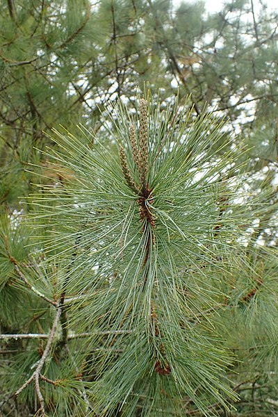 File:Pinus maximartinezii kz03.jpg