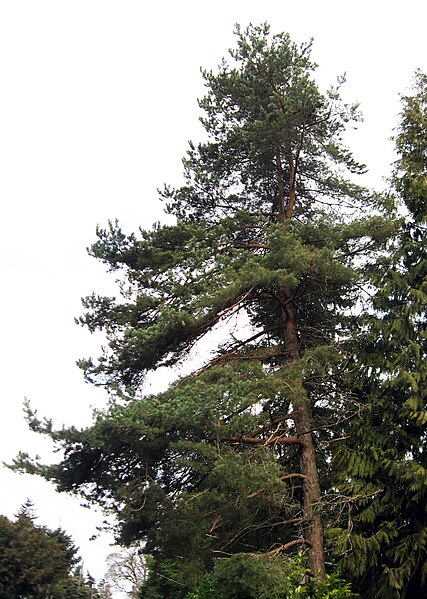 File:Pinus sylvestris Seattle 01a.jpg