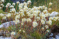 lomikámen vždyživý Saxifraga paniculata ?--rsč