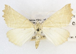 <i>Plataea calcaria</i> Species of moth