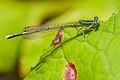 Platycnemis pennipes, m