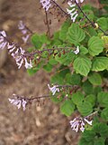 Thumbnail for File:Plectranthus ernstii 2023-06-09 01.jpg