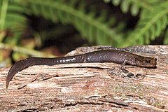 Description de l'image Plethodon elongatus.jpg.