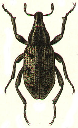 Pleurocleonus sollicitus Gyllenhal, 1834