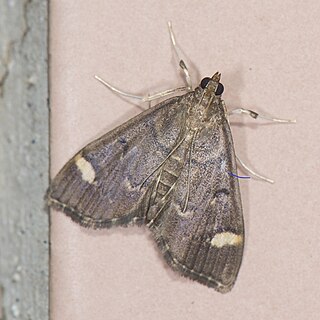 <i>Patania deficiens</i> Species of moth