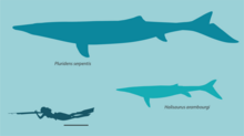 Size comparison of P. serpentis and Halisaurus, note that other than Megapterygius possibility of existence of dorsal fin is not reported from mosasaurs Pluridens and halisaurus by Nick Longrich.png