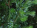 Foliage & immature cones; cultivated, Jardin Victoria, La Orotava, Tenerife