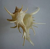 Shell of a Poirieria murex snail Poirieria zelandicus underside).JPG