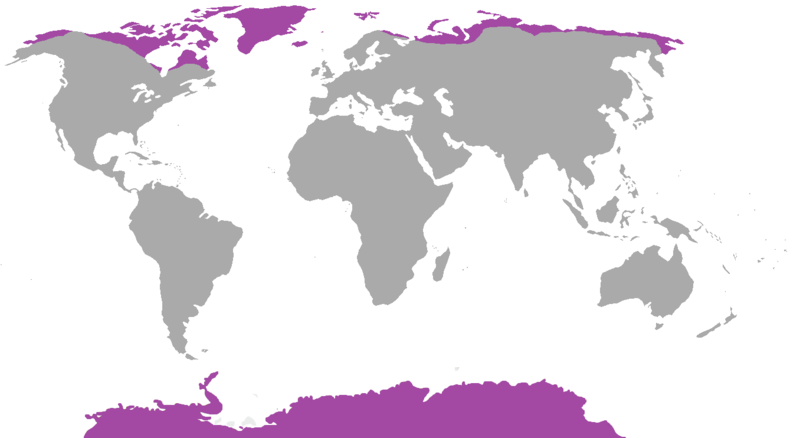 Polární pás – Wikipedie
