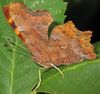 Polygonia C-album 8305.jpg