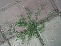 Polygonum aviculare - Plant - Helsinki, Finland