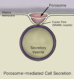 Porosome Porosome for wiki-2.jpg