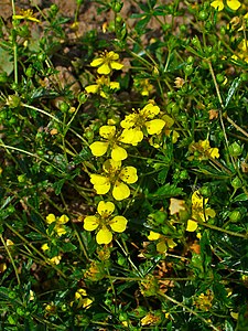 Potentilla erecta Flowers