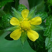 Potentilla norvegica