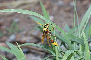 <i>Delta pyriforme</i> Species of wasp