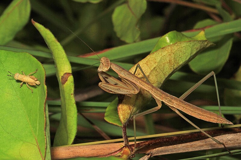 File:Praying Mantis and prey, Merrimac Farm Wildlife Management Area, Aden, Virginia - Flickr - Judy Gallagher.jpg