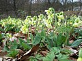 de: Hohe Schlüsselblume (Primula elatior) im Neuen Botanischen Garten Marburg, Abteilung Frühlingswald