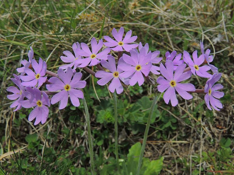 File:Primula halleri Bucegi-9.JPG