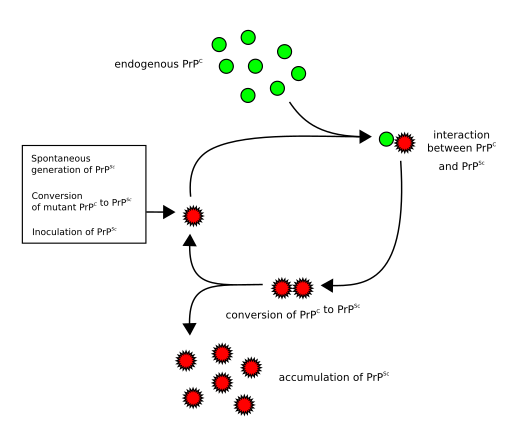 Prion propagation