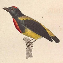 Prionochilus thoracicus male 1838.jpg