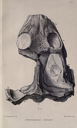 Illustration of the holotype Proceedings BHL21302445.jpg