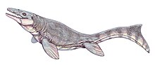 Life restoration of the Late Cretaceous mosasaur Prognathodon Prognath waipar2DB.jpg