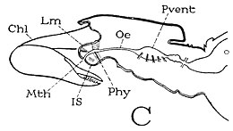 コヨリムシ（鋏角類）の鋏角（Chl）と上唇（Lm）