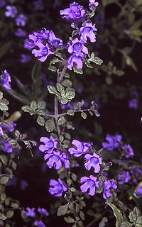 Prostanthera incana