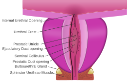 prostate urethra.svg