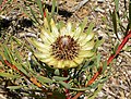 Protea scolymocephala