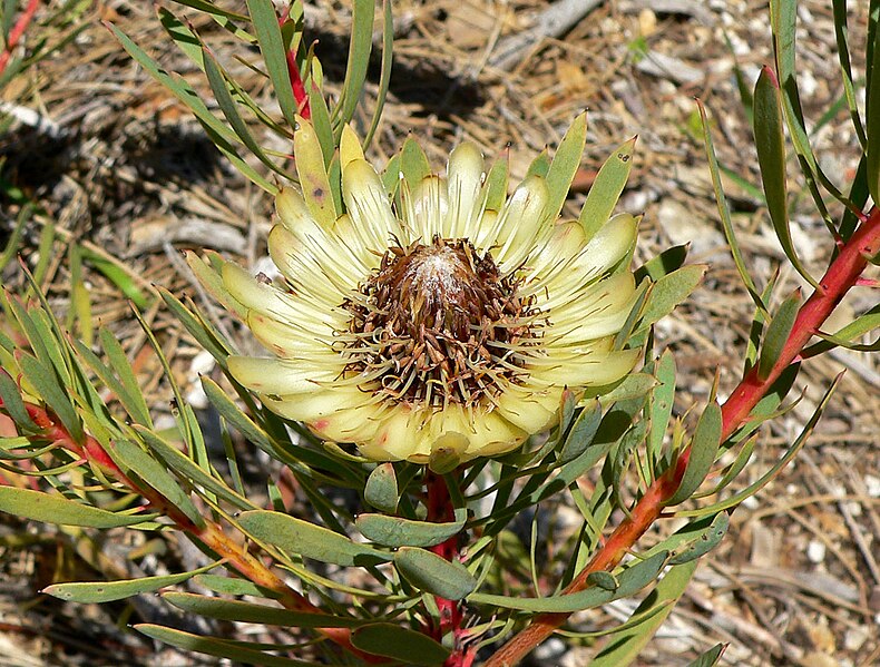 File:Protea scolymocephala 2.jpg