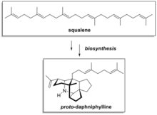 Proto-Daphniphylline is biosynthesized from squalene Proto-Daphniphylline is biosynthesized from squalene.png