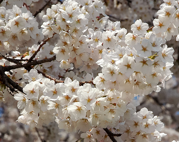 File:Prunus serrulata 2006 001.jpg