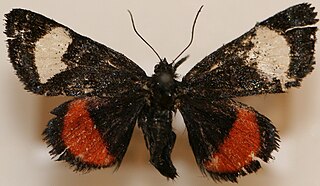 <i>Psychomorpha</i> Genus of moths