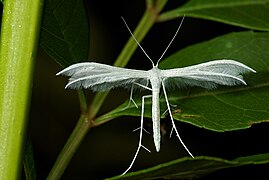 Un ptérophore blanc, en Vendée (France)