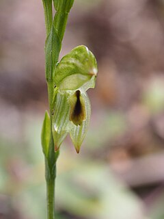 <i>Pterostylis barringtonensis</i> species of plant