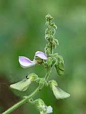 Tropical Kudzu (Pueraria phaseoloides)