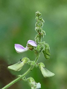 Pueraria phaseoloides inflorescence in Kadavoor.jpg