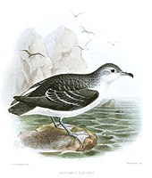 Lista Das Aves De Galicia