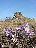 Vorschaubild für Naturschutzgebiet Fehhaube-Kogelsteine