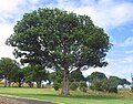 Puriri (Vitex lucens) at Omana with red berries in summer.