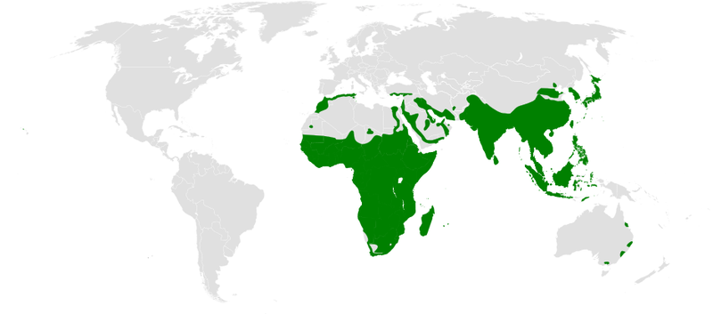 File:Pycnonotidae distribution map.png