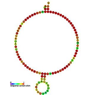 Z30 small nucleolar RNA