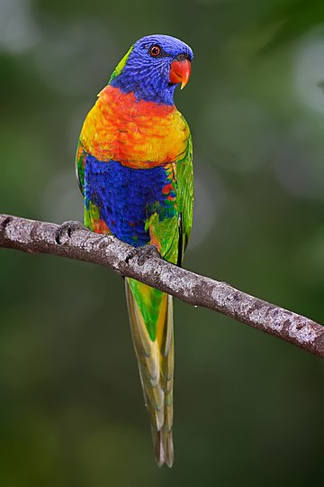 File:Rainbow lorikeet.jpg