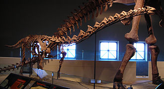 Skeleton of Rapetosaurus