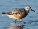 aves De Argentina